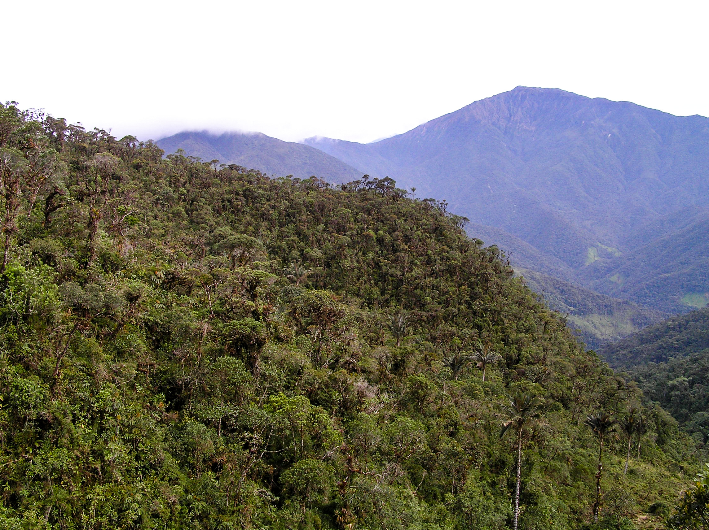 Northwest Andean Montane Forests | One Earth